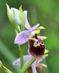 Ophrys dinarica