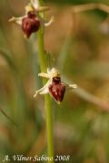 Ophrys exaltata