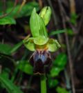 Ophrys forestieri