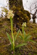 Dactylorhiza insularis