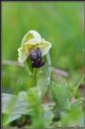 Ophrys pallida