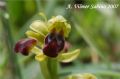 Ophrys lucana