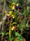 Ophrys calocaerina