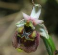 Ophrys holosericea