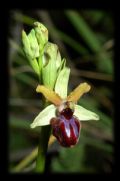 Ophrys passionis