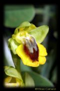 Ophrys lutea