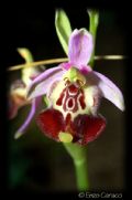 Ophrys calliantha