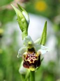 Ophrys dinarica