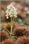 Dactylorhiza romana