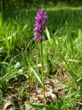 Dactylorhiza traunsteineri