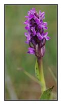 Dactylorhiza incarnata subsp. cruenta