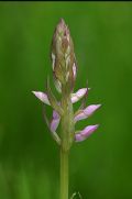 Dactylorhiza elata