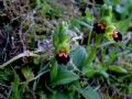 Ophrys calocaerina