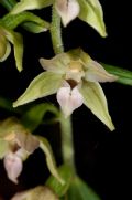 Epipactis leptochila