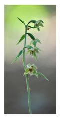 Epipactis autumnalis