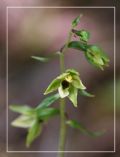 Epipactis autumnalis