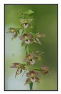 Epipactis helleborine