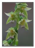 Epipactis distans