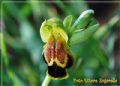 Ophrys calocaerina