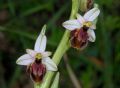 Ophrys exaltata subsp. montis-leonis