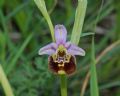 Ophrys holosericea subsp. holosericea