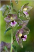 Epipactis helleborine