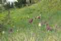 Dactylorhiza sambucina