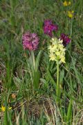 Dactylorhiza sambucina