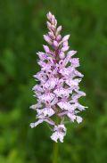 Dactylorhiza maculata subsp. fuchsii