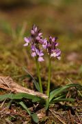 Dactylorhiza romana