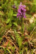 Dactylorhiza lapponica subsp. rhaetica