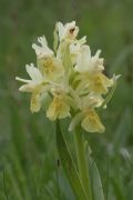 Dactylorhiza sambucina