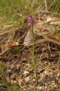 Dactylorhiza lapponica subsp. rhaetica