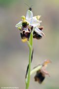 Ophrys conradiae