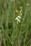 Spiranthes aestivalis