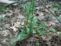 Ophrys insectifera