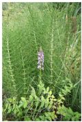 Dactylorhiza elata subsp. sesquipedalis