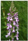 Dactylorhiza elata subsp. sesquipedalis