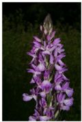 Dactylorhiza elata subsp. sesquipedalis