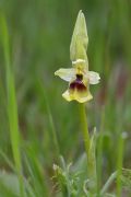 Ophrys lacaitae