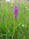 Dactylorhiza traunsteineri