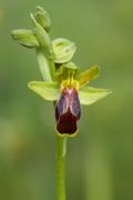 Ophrys calocaerina