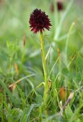 Nigritella rhellicani