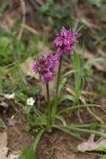 Dactylorhiza romana