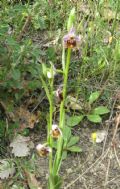 Ophrys holosericea subsp. holosericea