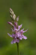 Dactylorhiza maculata subsp. fuchsii