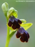 Ophrys gackiae