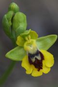 Ophrys lutea