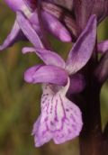 Dactylorhiza traunsteineri