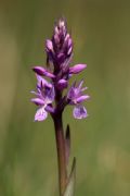 Dactylorhiza traunsteineri